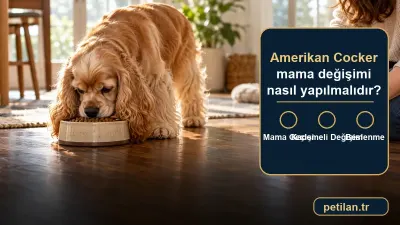 Amerikan Cocker mama değişimi nasıl yapılmalıdır?