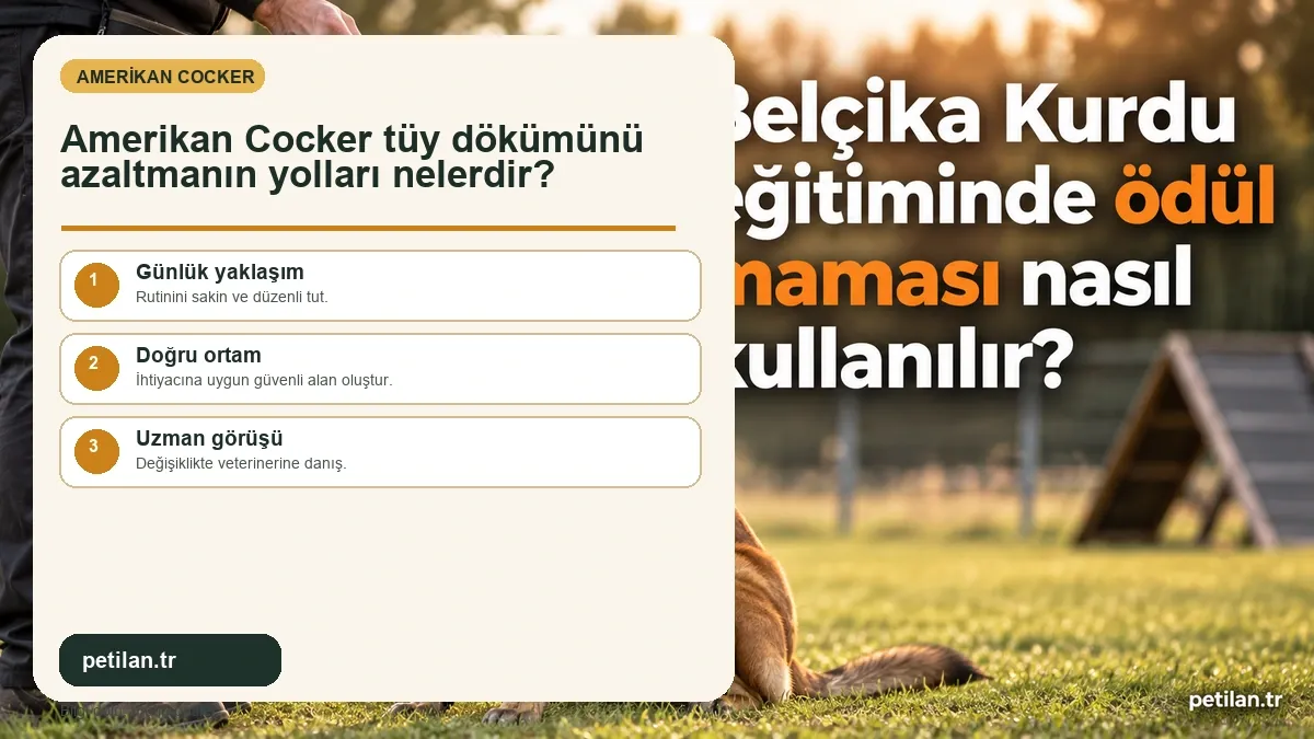 Amerikan Cocker tüy dökümünü azaltmanın yolları nelerdir?