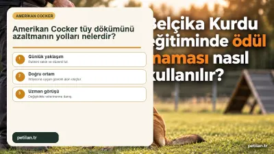 Amerikan Cocker tüy dökümünü azaltmanın yolları nelerdir?