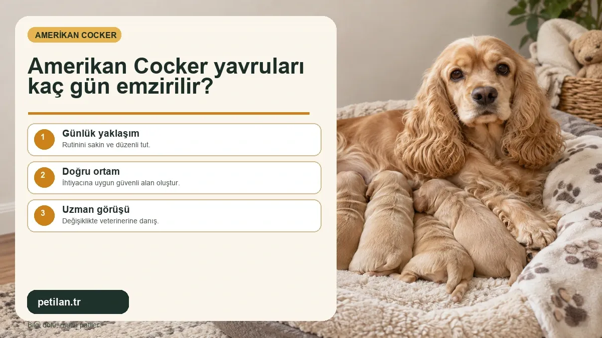 Amerikan Cocker yavruları kaç gün emzirilir?