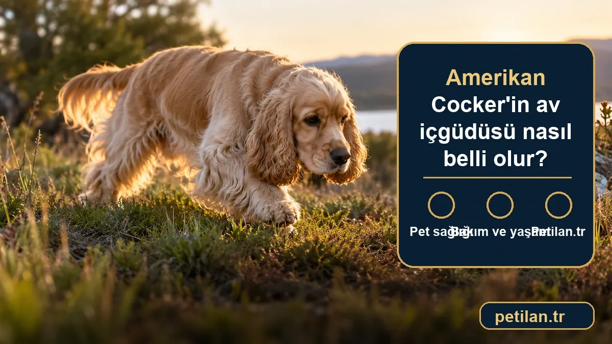 Amerikan Cocker'in av içgüdüsü nasıl belli olur?