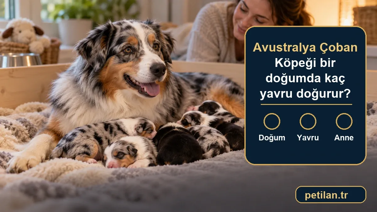 Avustralya Çoban Köpeği bir doğumda kaç yavru doğurur?