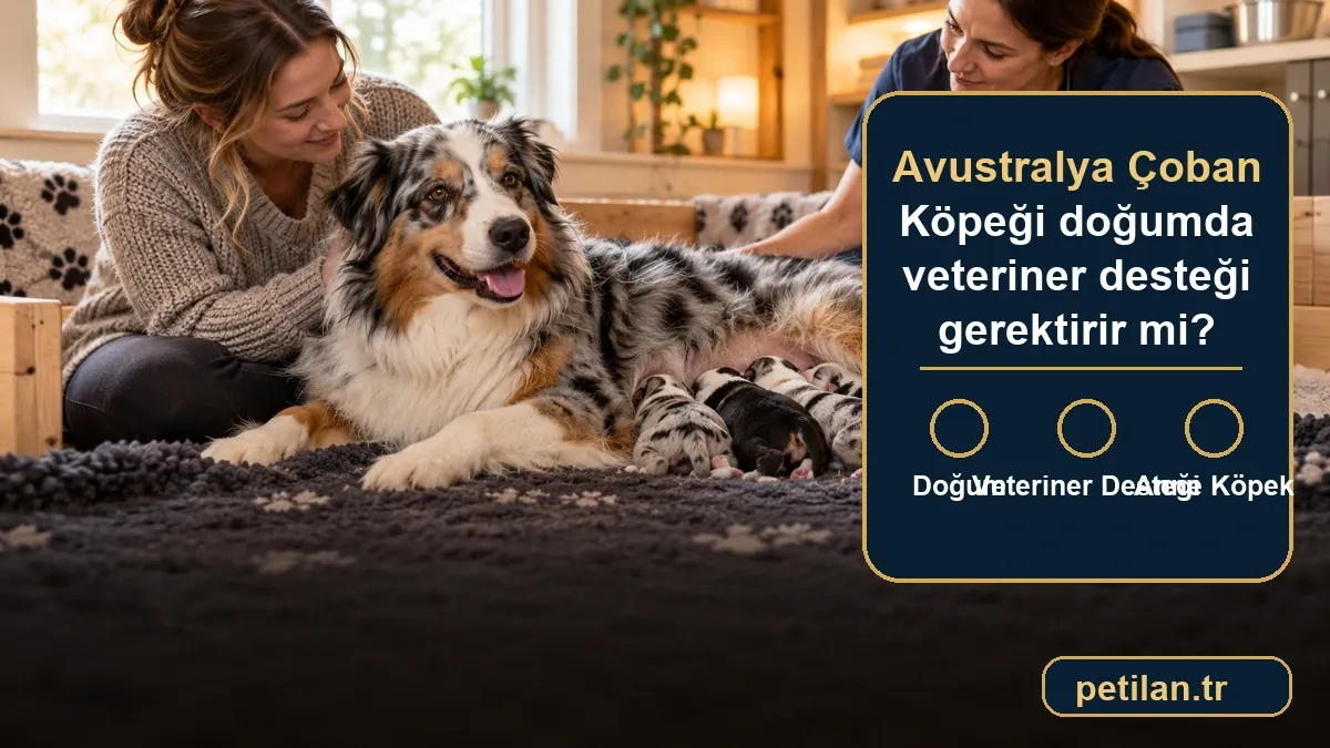 Avustralya Çoban Köpeği doğumda veteriner desteği gerektirir mi?