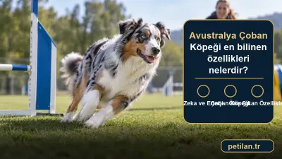 Avustralya Çoban Köpeği en bilinen özellikleri nelerdir?