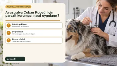 Avustralya Çoban Köpeği için parazit koruması nasıl uygulanır?