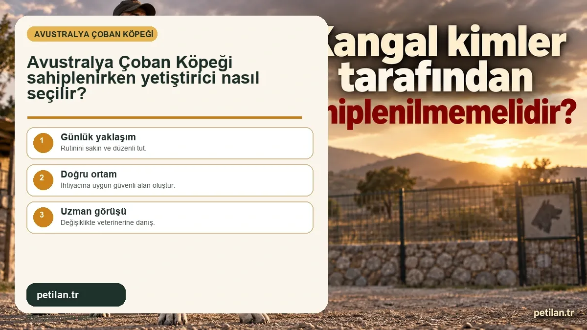 Avustralya Çoban Köpeği sahiplenirken yetiştirici nasıl seçilir?