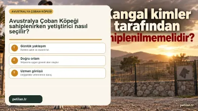 Avustralya Çoban Köpeği sahiplenirken yetiştirici nasıl seçilir?