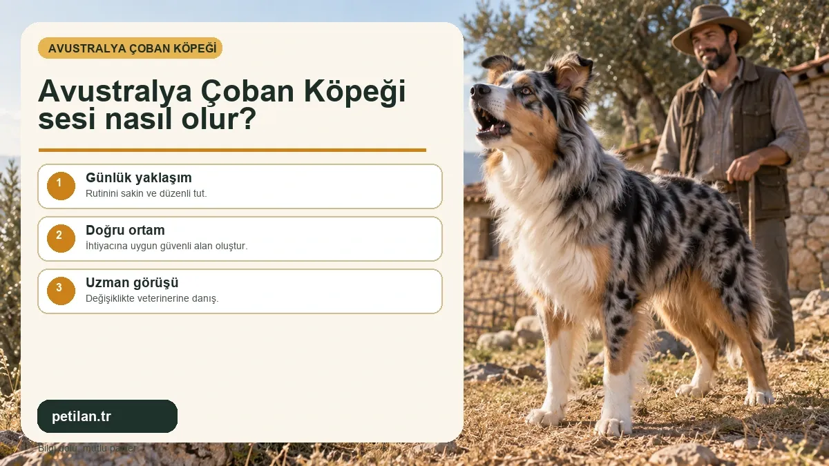 Avustralya Çoban Köpeği sesi nasıl olur?