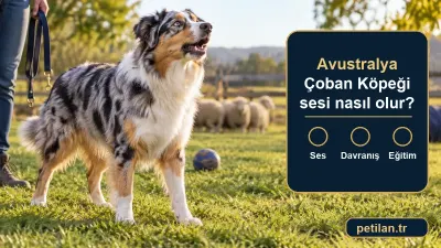 Avustralya Çoban Köpeği sesi nasıl olur?