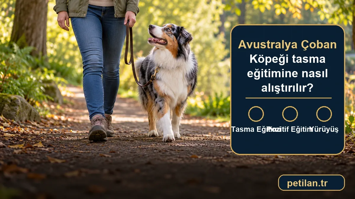 Avustralya Çoban Köpeği tasma eğitimine nasıl alıştırılır?