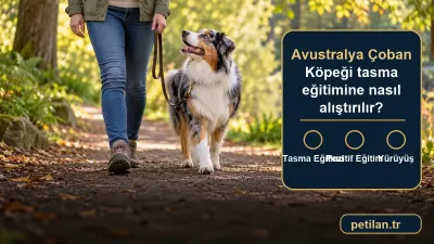 Avustralya Çoban Köpeği tasma eğitimine nasıl alıştırılır?