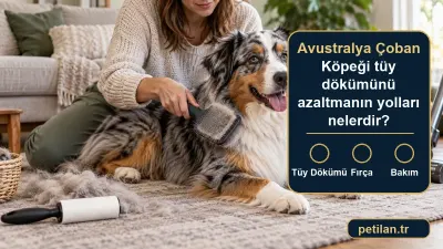Avustralya Çoban Köpeği tüy dökümünü azaltmanın yolları nelerdir?