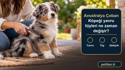 Avustralya Çoban Köpeği yavru tüyleri ne zaman değişir?