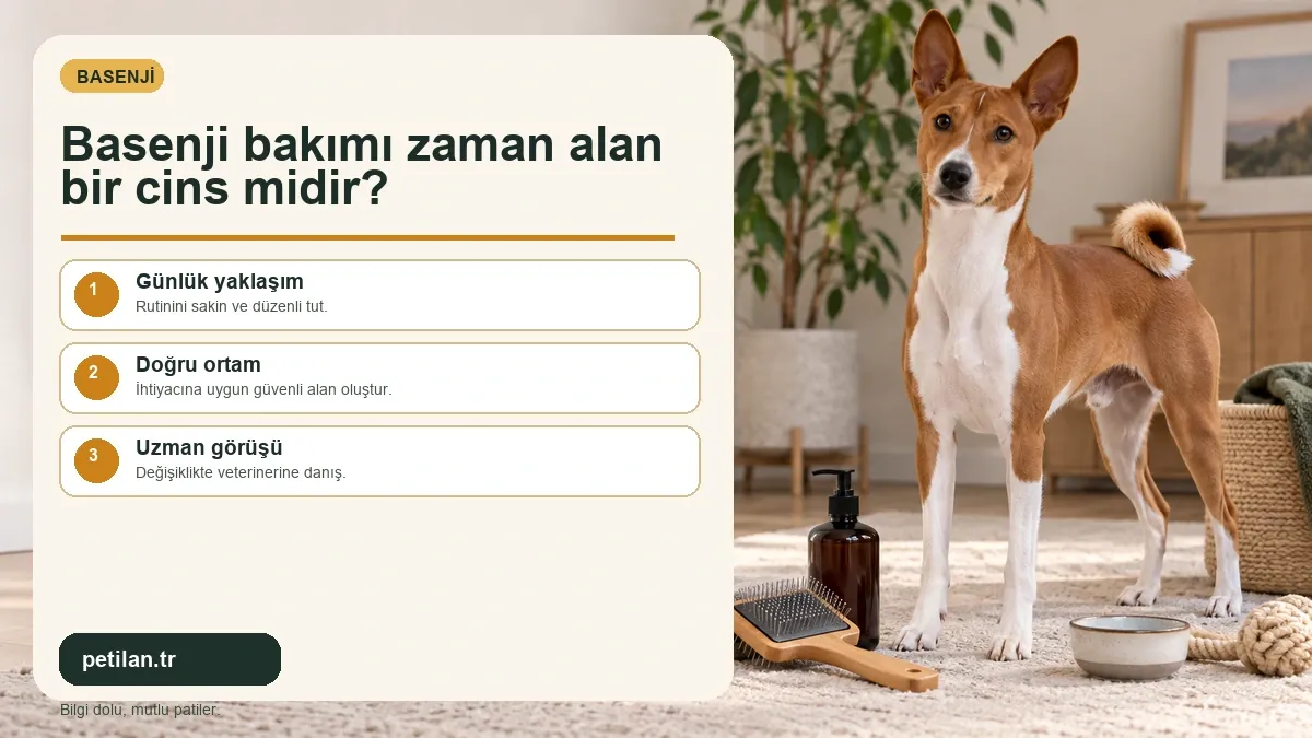 Basenji bakımı zaman alan bir cins midir?