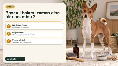 Basenji bakımı zaman alan bir cins midir?