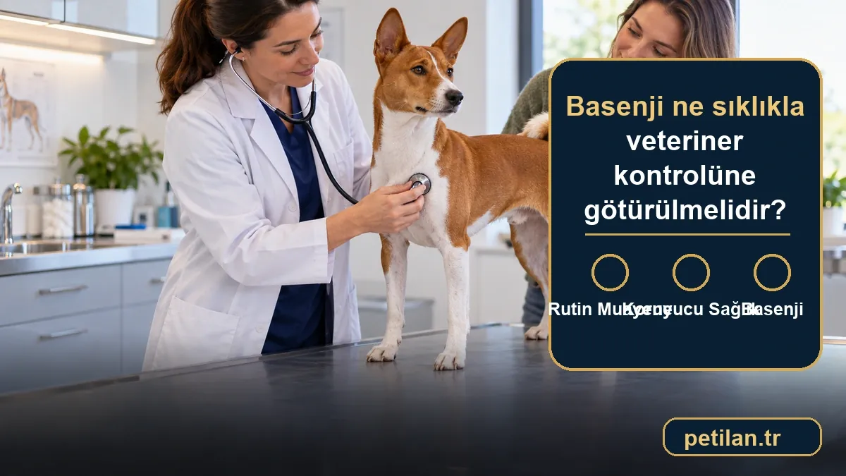 Basenji ne sıklıkla veteriner kontrolüne götürülmelidir?