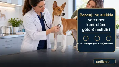 Basenji ne sıklıkla veteriner kontrolüne götürülmelidir?