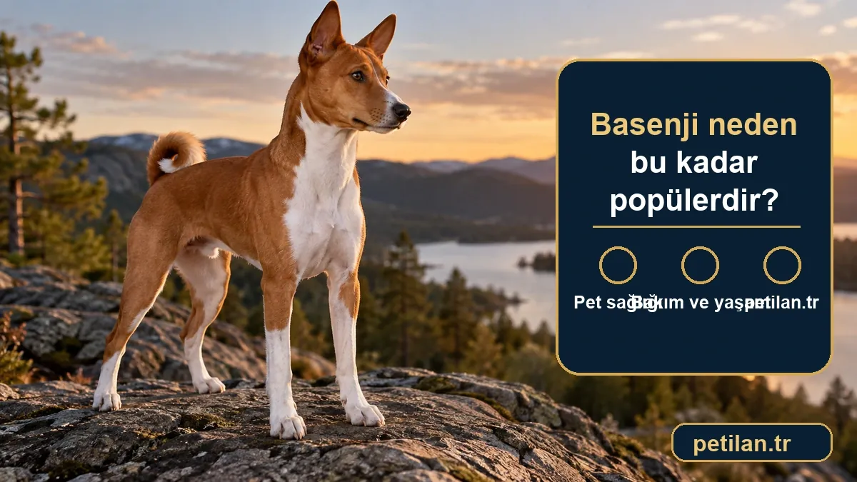 Basenji neden bu kadar popülerdir?