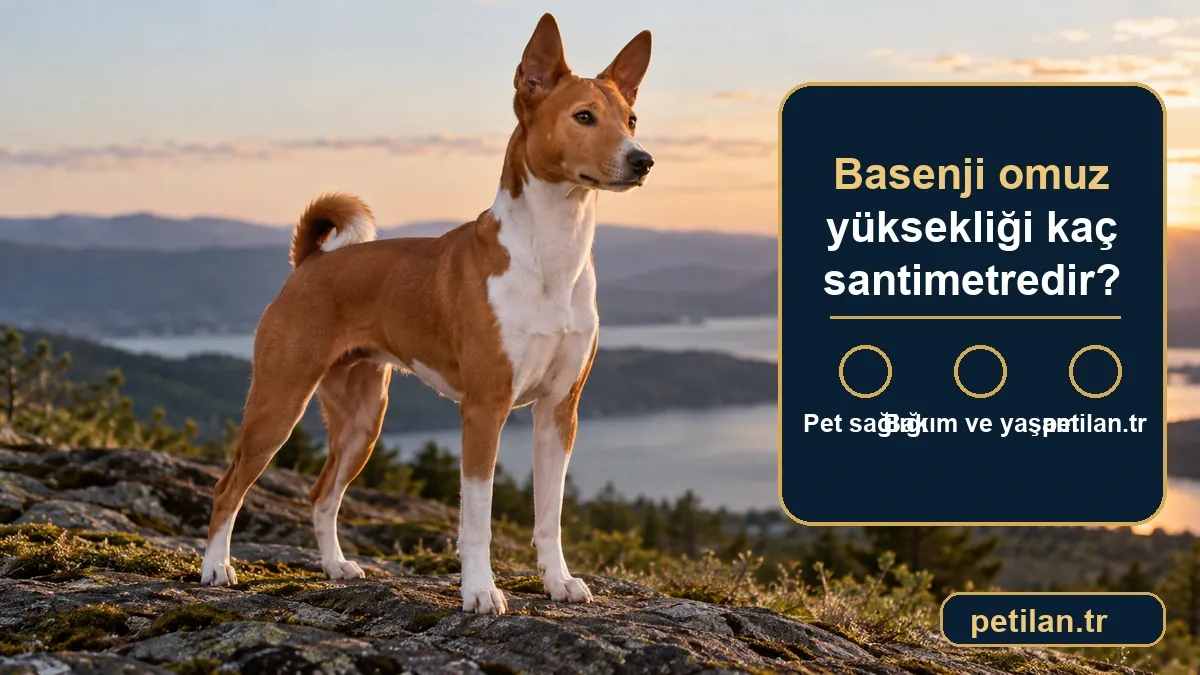 Basenji omuz yüksekliği kaç santimetredir?