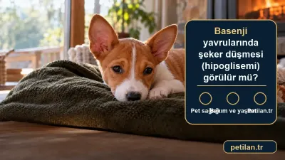 Basenji yavrularında şeker düşmesi (hipoglisemi) görülür mü?