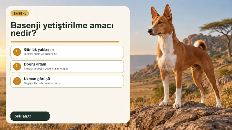 Basenji yetiştirilme amacı nedir?