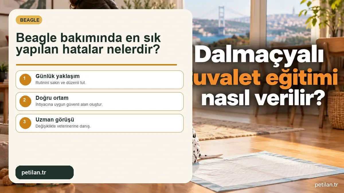 Beagle bakımında en sık yapılan hatalar nelerdir?