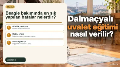 Beagle bakımında en sık yapılan hatalar nelerdir?