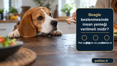 Beagle beslenmesinde insan yemeği verilmeli midir?