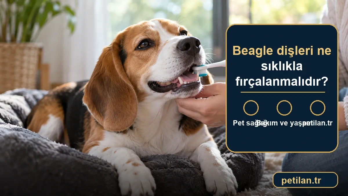 Beagle dişleri ne sıklıkla fırçalanmalıdır?