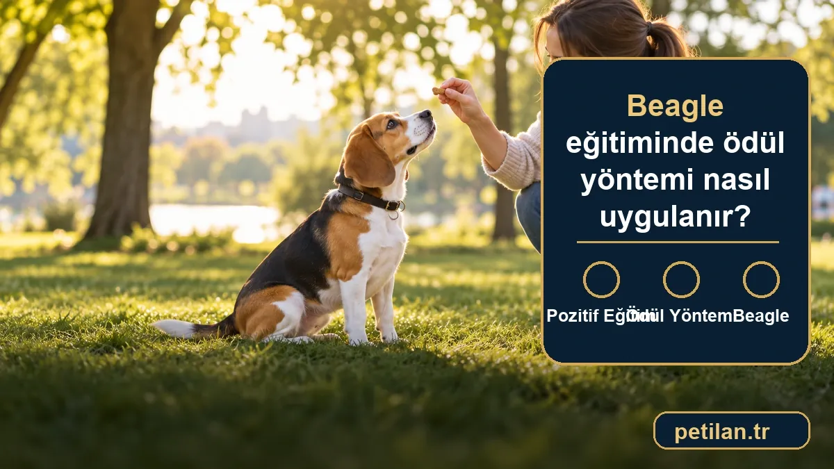 Beagle eğitiminde ödül yöntemi nasıl uygulanır?