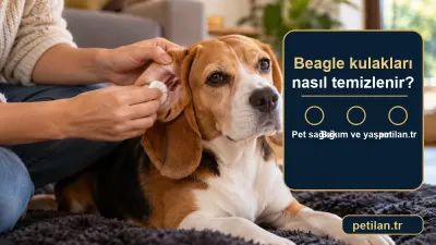 Beagle kulakları nasıl temizlenir?
