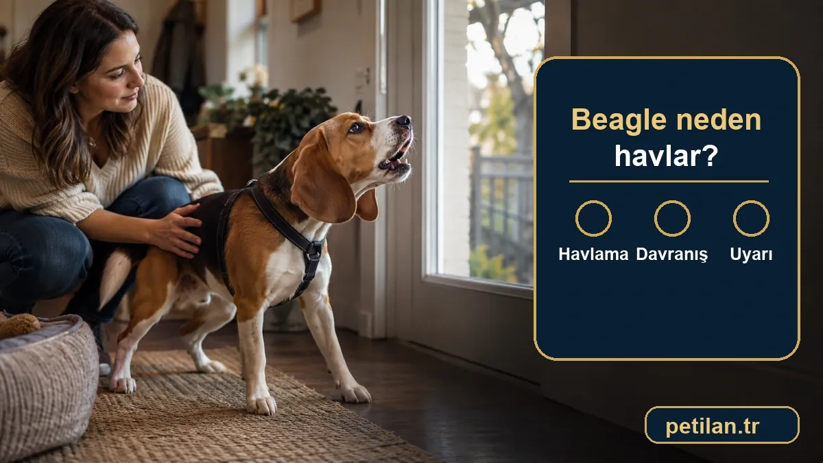 Beagle neden havlar?