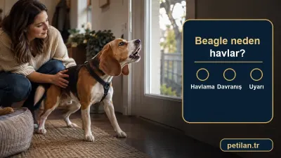 Beagle neden havlar?