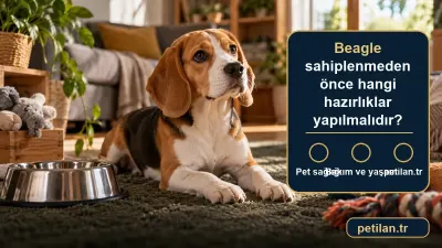 Beagle sahiplenmeden önce hangi hazırlıklar yapılmalıdır?