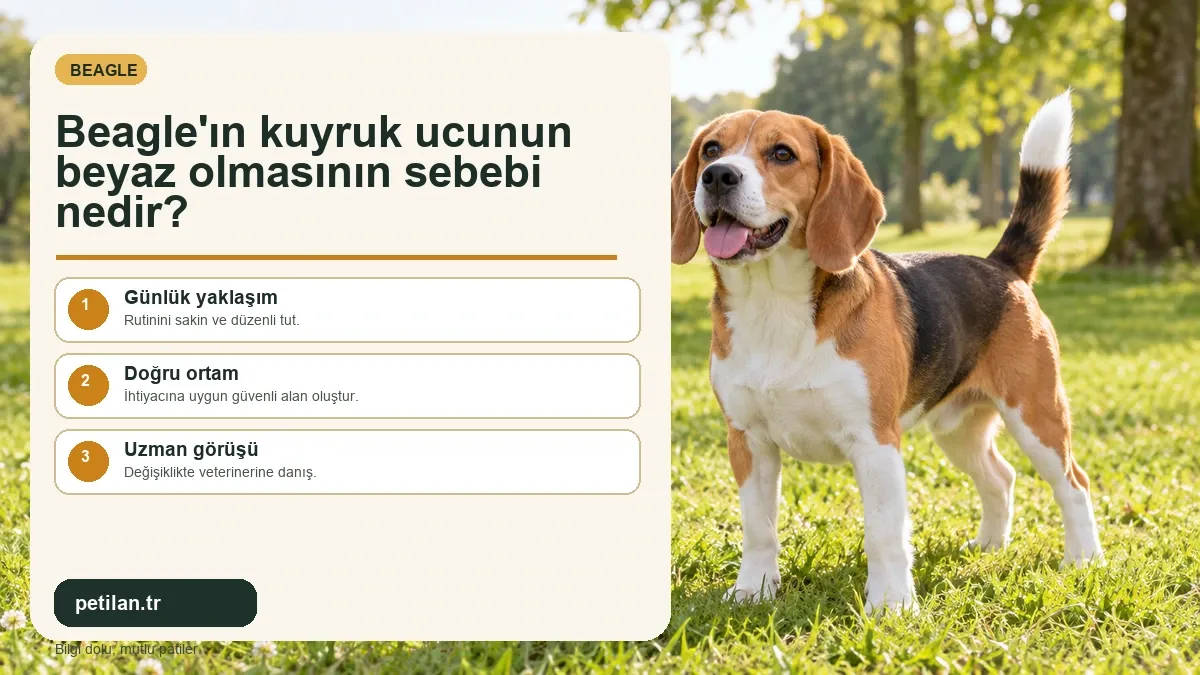 Beagle'ın kuyruk ucunun beyaz olmasının sebebi nedir?
