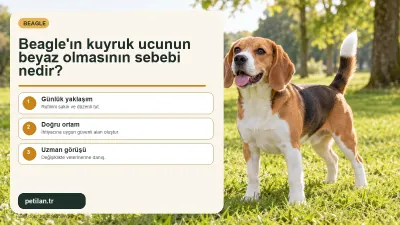 Beagle'ın kuyruk ucunun beyaz olmasının sebebi nedir?