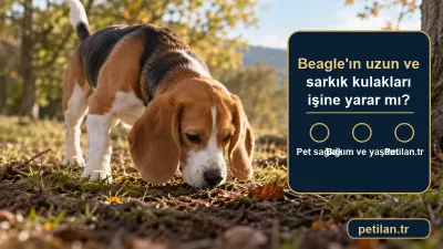 Beagle'ın uzun ve sarkık kulakları işine yarar mı?