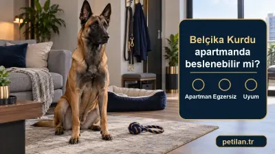 Belçika Kurdu apartmanda beslenebilir mi?