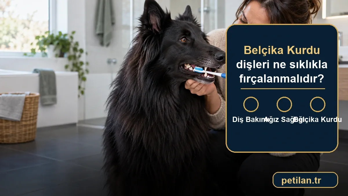 Belçika Kurdu dişleri ne sıklıkla fırçalanmalıdır?