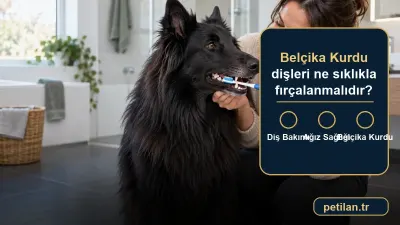Belçika Kurdu dişleri ne sıklıkla fırçalanmalıdır?