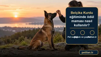 Belçika Kurdu eğitiminde ödül maması nasıl kullanılır?