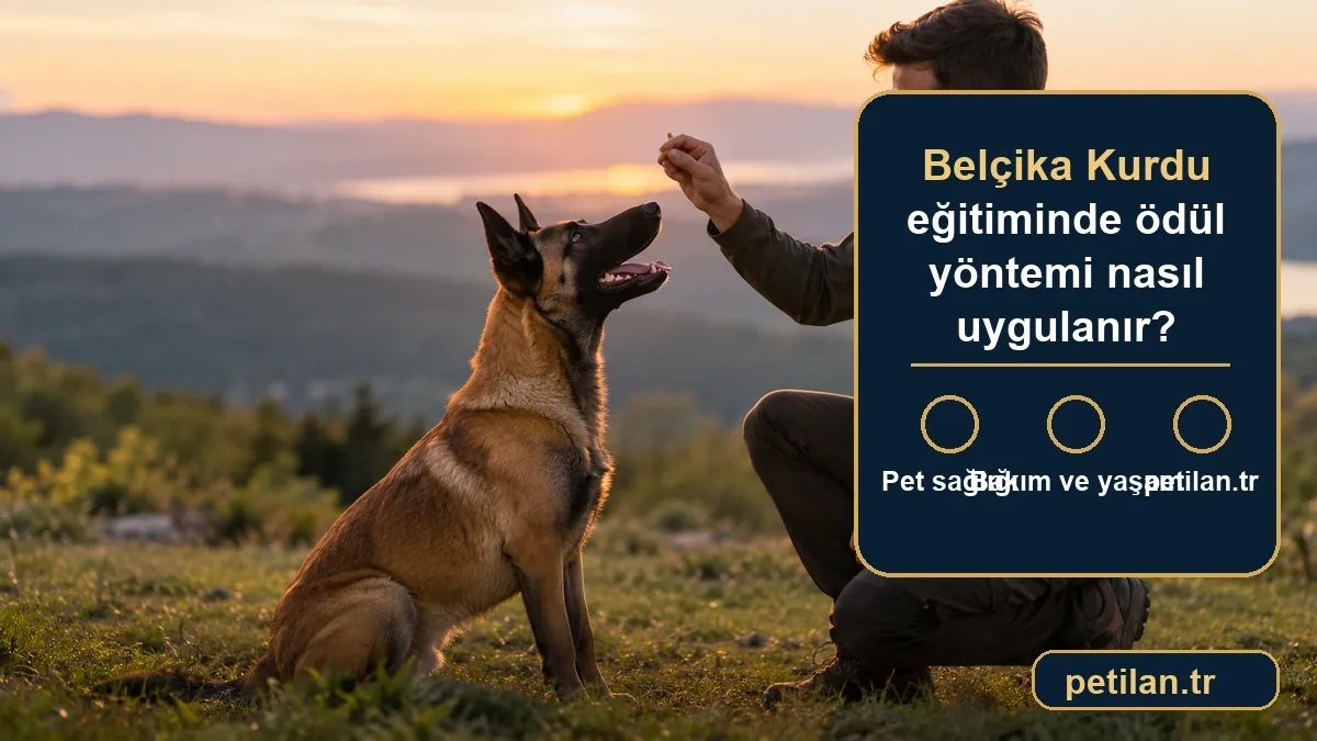 Belçika Kurdu eğitiminde ödül yöntemi nasıl uygulanır?