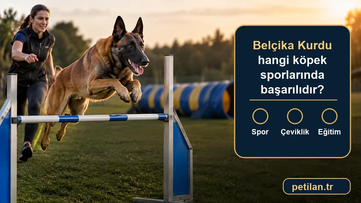 Belçika Kurdu hangi köpek sporlarında başarılıdır?