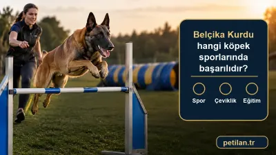 Belçika Kurdu hangi köpek sporlarında başarılıdır?
