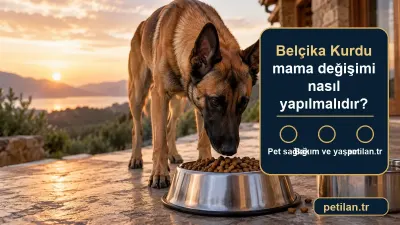 Belçika Kurdu mama değişimi nasıl yapılmalıdır?