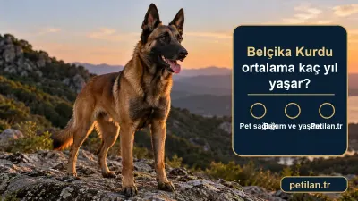Belçika Kurdu ortalama kaç yıl yaşar?