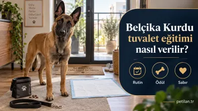 Belçika Kurdu tuvalet eğitimi nasıl verilir?