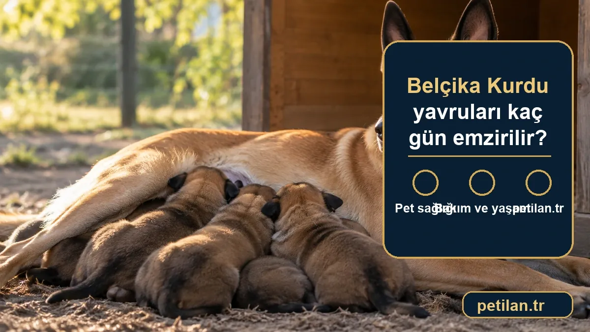 Belçika Kurdu yavruları kaç gün emzirilir?
