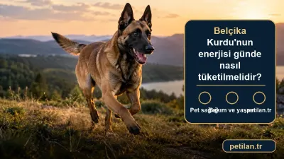 Belçika Kurdu'nun enerjisi günde nasıl tüketilmelidir?
