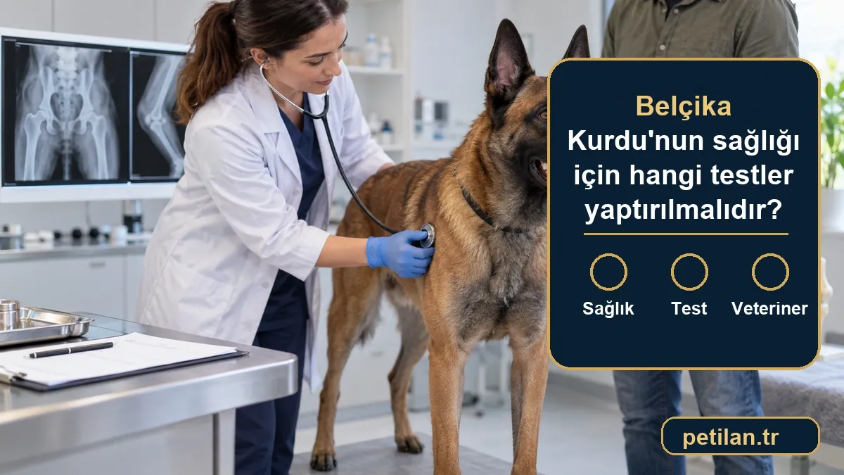 Belçika Kurdu'nun sağlığı için hangi testler yaptırılmalıdır?